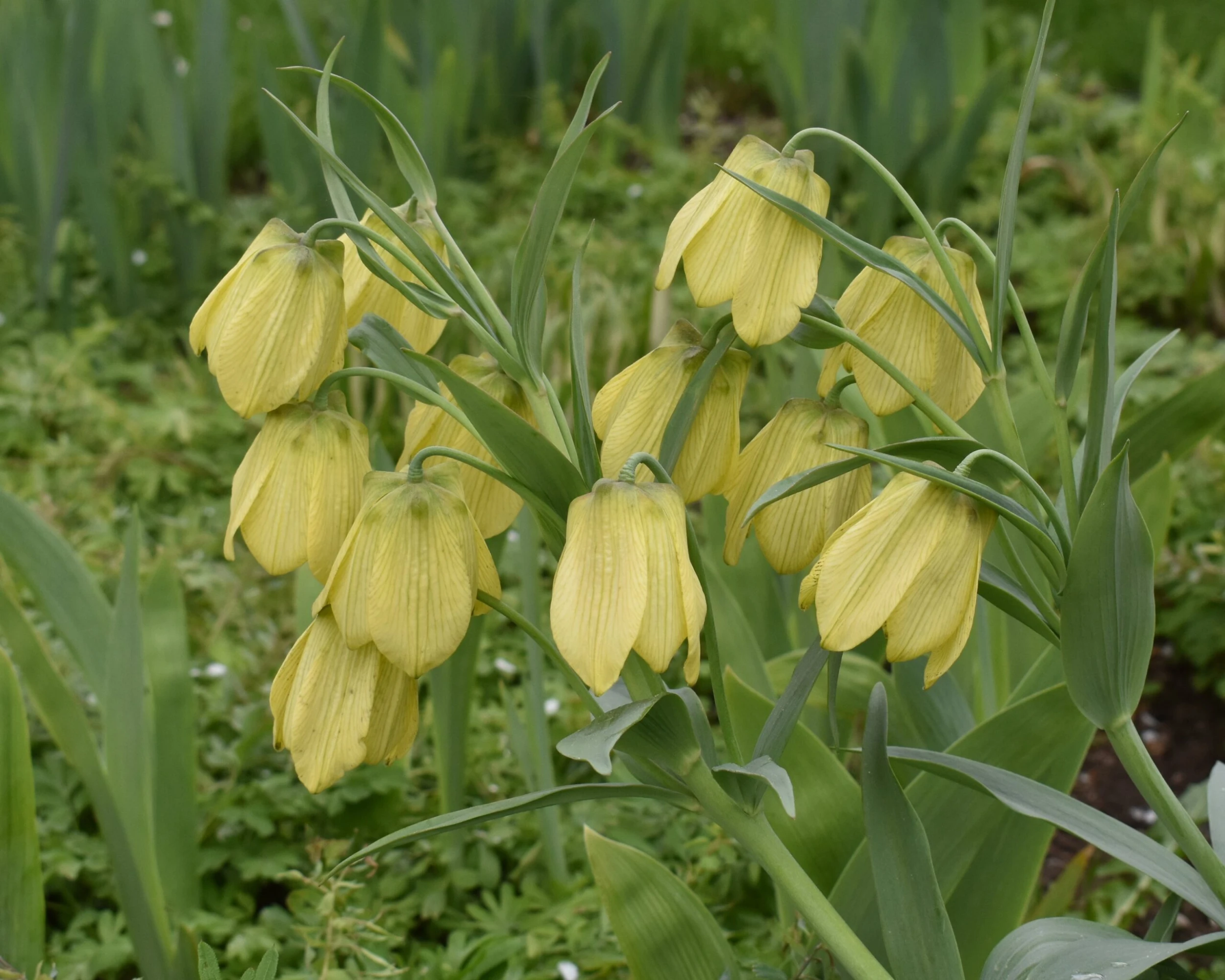 Fritillaria Pallidiflora 6 Fritillaria Pallidiflora - Image 4