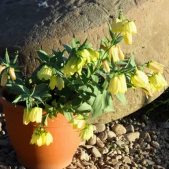Fritillaria Pallidiflora 16 Fritillaria Pallidiflora -UK Garden Plants Sales 2024 fritillaria pallidiflora 5