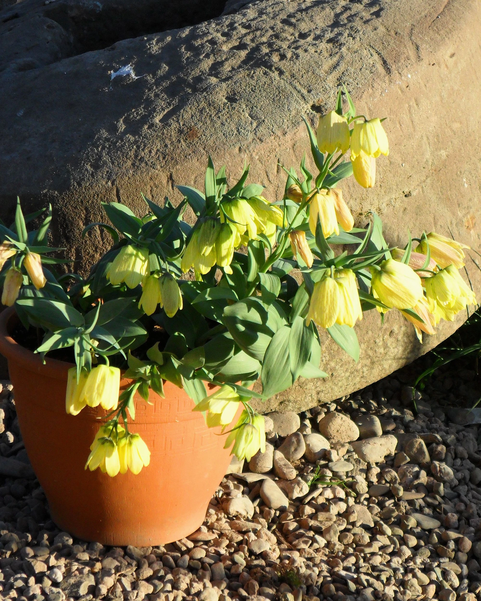 Fritillaria Pallidiflora 7 Fritillaria Pallidiflora - Image 5