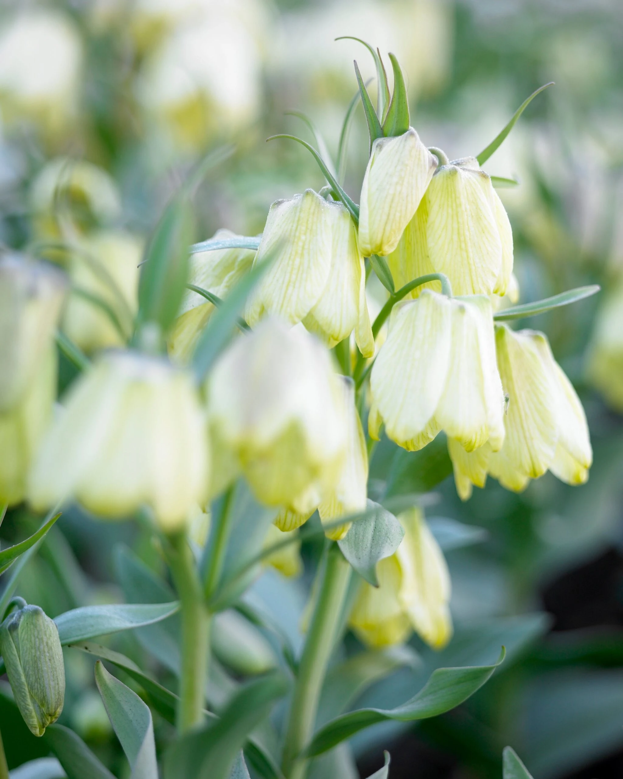 Fritillaria Pallidiflora 4 Fritillaria Pallidiflora - Image 2