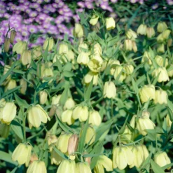 Fritillaria Pallidiflora 18 Fritillaria Pallidiflora -UK Garden Plants Sales 2024 fritillaria pallidiflora 7 scaled