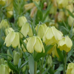 Fritillaria Pallidiflora 19 Fritillaria Pallidiflora -UK Garden Plants Sales 2024 fritillaria pallidiflora 8 scaled