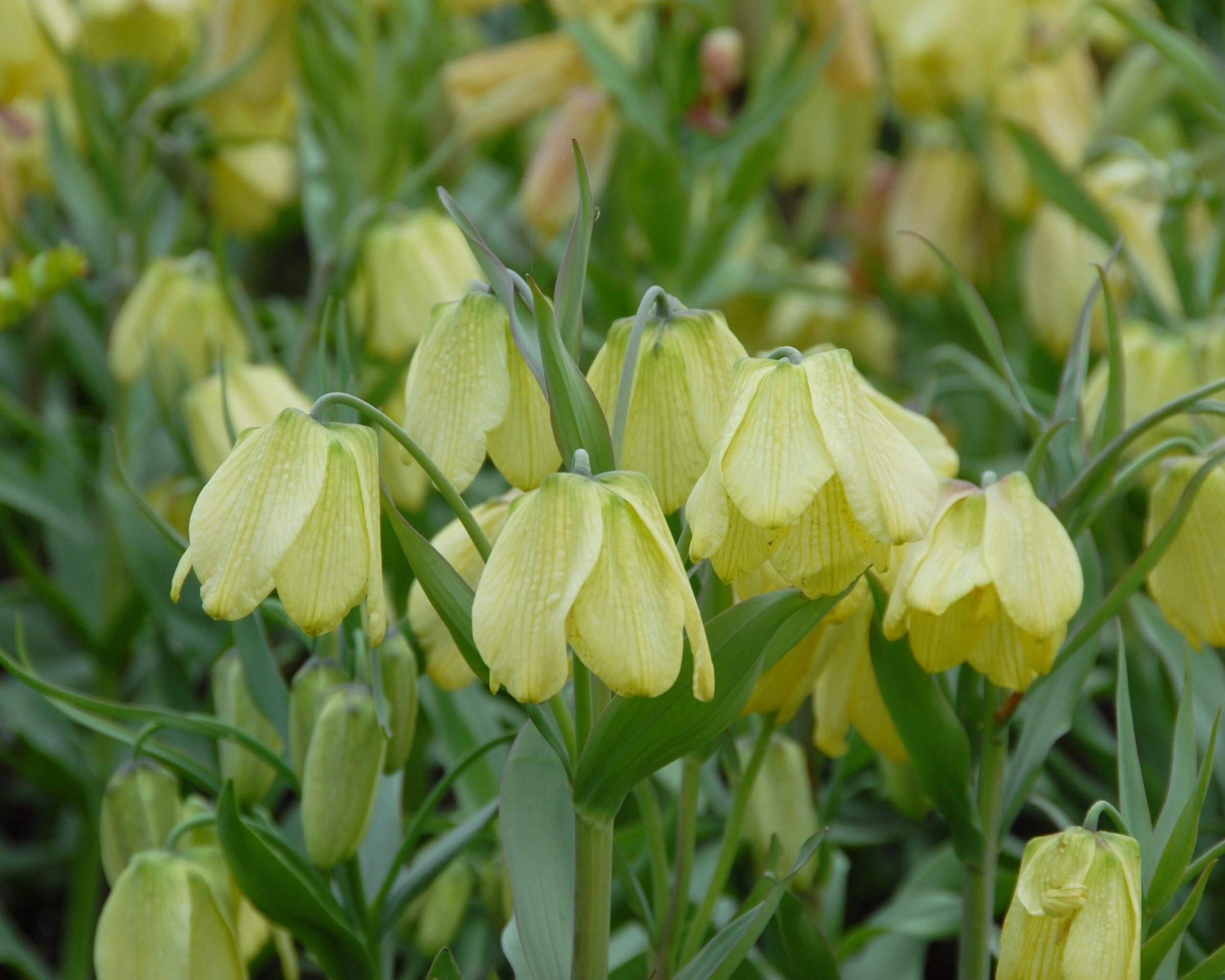Fritillaria Pallidiflora 10 Fritillaria Pallidiflora - Image 8