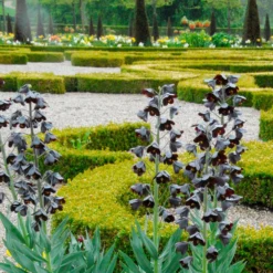 Fritillaria 'Twin Towers Tribute' -UK Garden Plants Sales 2024 fritillaria persica 1