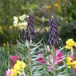 Fritillaria 'Twin Towers Tribute' -UK Garden Plants Sales 2024 fritillaria persica 2 a24b3c8f 4927 4517 b450 f81b5a3e0db7