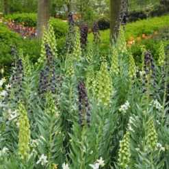 Fritillaria 'Twin Towers Tribute' -UK Garden Plants Sales 2024 fritillaria persica 3