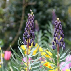 Fritillaria 'Twin Towers Tribute' -UK Garden Plants Sales 2024 fritillaria persica 3 5950bdfd a124 4ed0 9118 b13402a00be8