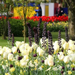 Fritillaria 'Twin Towers Tribute' -UK Garden Plants Sales 2024 fritillaria persica 4