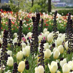 Fritillaria 'Twin Towers Tribute' -UK Garden Plants Sales 2024 fritillaria persica 5