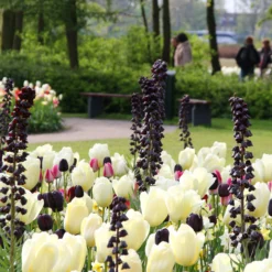 Fritillaria 'Twin Towers Tribute' -UK Garden Plants Sales 2024 fritillaria persica 6