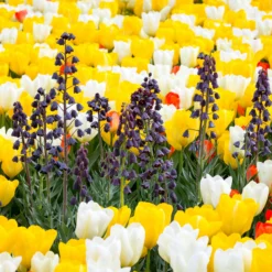 Fritillaria Persica 'XXL' -UK Garden Plants Sales 2024 fritillaria persica xxl 1 scaled