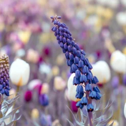 Fritillaria Persica 'XXL' -UK Garden Plants Sales 2024 fritillaria persica xxl 10 scaled