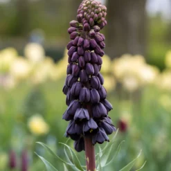 Fritillaria Persica 'XXL' -UK Garden Plants Sales 2024 fritillaria persica xxl 11 scaled