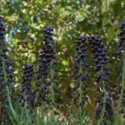 Fritillaria Persica 'XXL' -UK Garden Plants Sales 2024 fritillaria persica xxl 2 scaled
