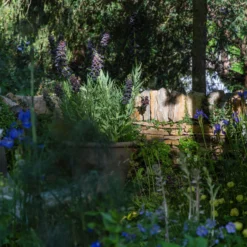 Fritillaria Persica 'XXL' -UK Garden Plants Sales 2024 fritillaria persica xxl 3 scaled