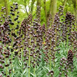 Fritillaria Persica 'XXL' -UK Garden Plants Sales 2024 fritillaria persica xxl 4 scaled