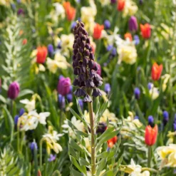 Fritillaria Persica 'XXL' -UK Garden Plants Sales 2024 fritillaria persica xxl 5 scaled