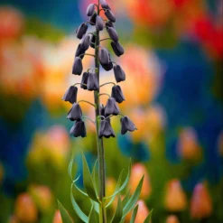 Fritillaria Persica 'XXL' -UK Garden Plants Sales 2024 fritillaria persica xxl 6 scaled