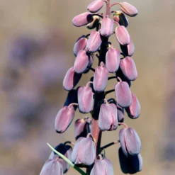 Fritillaria Persica 'XXL' -UK Garden Plants Sales 2024 fritillaria persica xxl 8 scaled