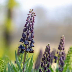 Fritillaria Persica 'XXL' -UK Garden Plants Sales 2024 fritillaria persica xxl 9 scaled
