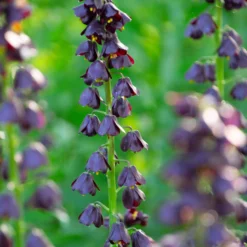 Fritillaria 'Purple Dynamite' -UK Garden Plants Sales 2024 fritillaria purple dynamite 1 scaled