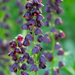 Fritillaria 'Purple Dynamite' -UK Garden Plants Sales 2024 fritillaria purple dynamite 2 scaled