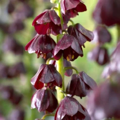 Fritillaria 'Purple Dynamite' -UK Garden Plants Sales 2024 fritillaria purple dynamite 3 scaled