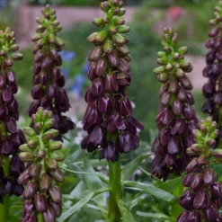 Fritillaria 'Purple Dynamite' -UK Garden Plants Sales 2024 fritillaria purple dynamite 4