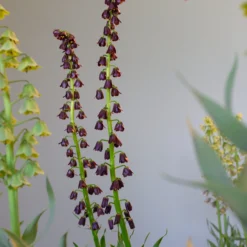 Fritillaria 'Purple Dynamite' -UK Garden Plants Sales 2024 fritillaria purple dynamite 5 scaled