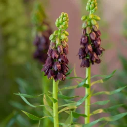 Fritillaria 'Purple Dynamite' -UK Garden Plants Sales 2024 fritillaria purple dynamite 6 scaled