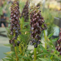 Fritillaria 'Purple Dynamite' -UK Garden Plants Sales 2024 fritillaria purple dynamite 7