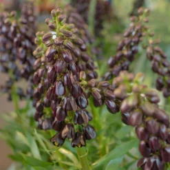 Fritillaria 'Purple Dynamite' -UK Garden Plants Sales 2024 fritillaria purple dynamite 8 scaled