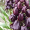 Fritillaria 'Purple Dynamite' 1 Fritillaria 'Purple Dynamite' -UK Garden Plants Sales 2024 fritillaria purple dynamite 9