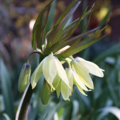 Fritillaria 'Raddeana' -UK Garden Plants Sales 2024 fritillaria raddeana 01
