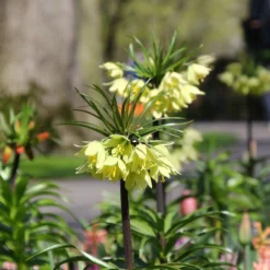 Fritillaria 'Raddeana' -UK Garden Plants Sales 2024 fritillaria raddeana 1