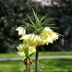 Fritillaria 'Raddeana' -UK Garden Plants Sales 2024 fritillaria raddeana 2