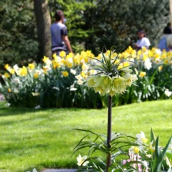 Fritillaria 'Raddeana' -UK Garden Plants Sales 2024 fritillaria raddeana 6