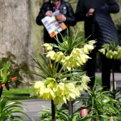 Fritillaria 'Raddeana' -UK Garden Plants Sales 2024 fritillaria raddeana 7
