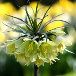 Fritillaria 'Raddeana'