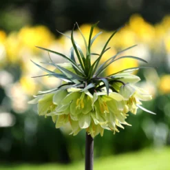 Fritillaria 'Raddeana' -UK Garden Plants Sales 2024 fritillaria raddeana 9