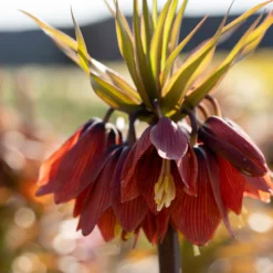 Fritillaria 'Red Beauty' -UK Garden Plants Sales 2024 fritillaria red beauty 2