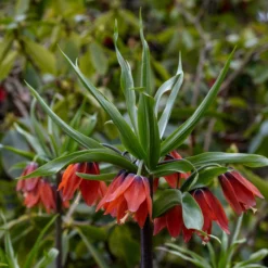 Fritillaria 'Red Beauty' -UK Garden Plants Sales 2024 fritillaria red beauty 4 scaled