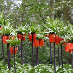 Fritillaria Imperialis 'Rubra' -UK Garden Plants Sales 2024 fritillaria rubra 2
