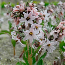 Fritillaria Stenanthera 10 Fritillaria Stenanthera -UK Garden Plants Sales 2024 fritillaria stenanthera 1 scaled