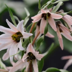 Fritillaria Stenanthera 12 Fritillaria Stenanthera -UK Garden Plants Sales 2024 fritillaria stenanthera 3