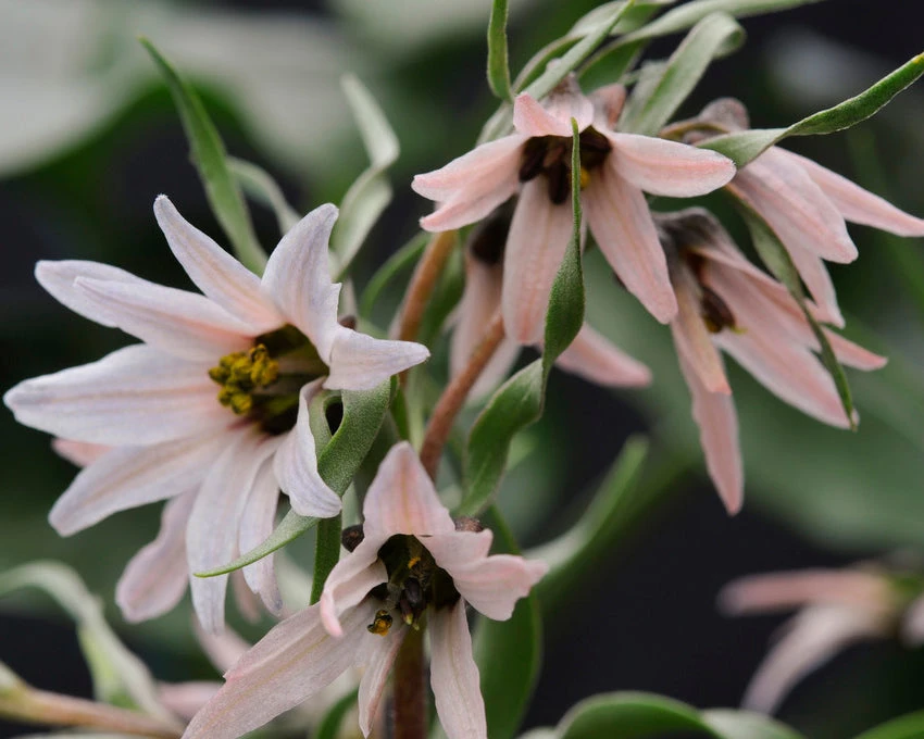 Fritillaria Stenanthera 7 Fritillaria Stenanthera - Image 5