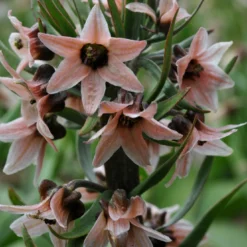 Fritillaria Stenanthera 11 Fritillaria Stenanthera -UK Garden Plants Sales 2024 fritillaria stenanthera 4