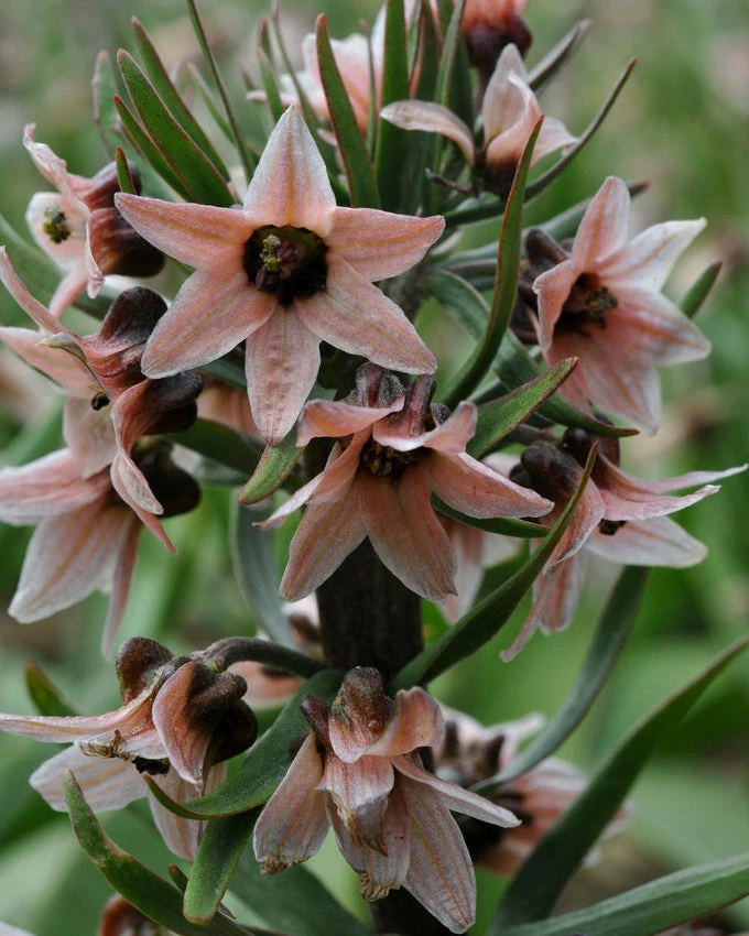 Fritillaria Stenanthera 6 Fritillaria Stenanthera - Image 4