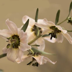 Fritillaria Stenanthera 13 Fritillaria Stenanthera -UK Garden Plants Sales 2024 fritillaria stenanthera 5