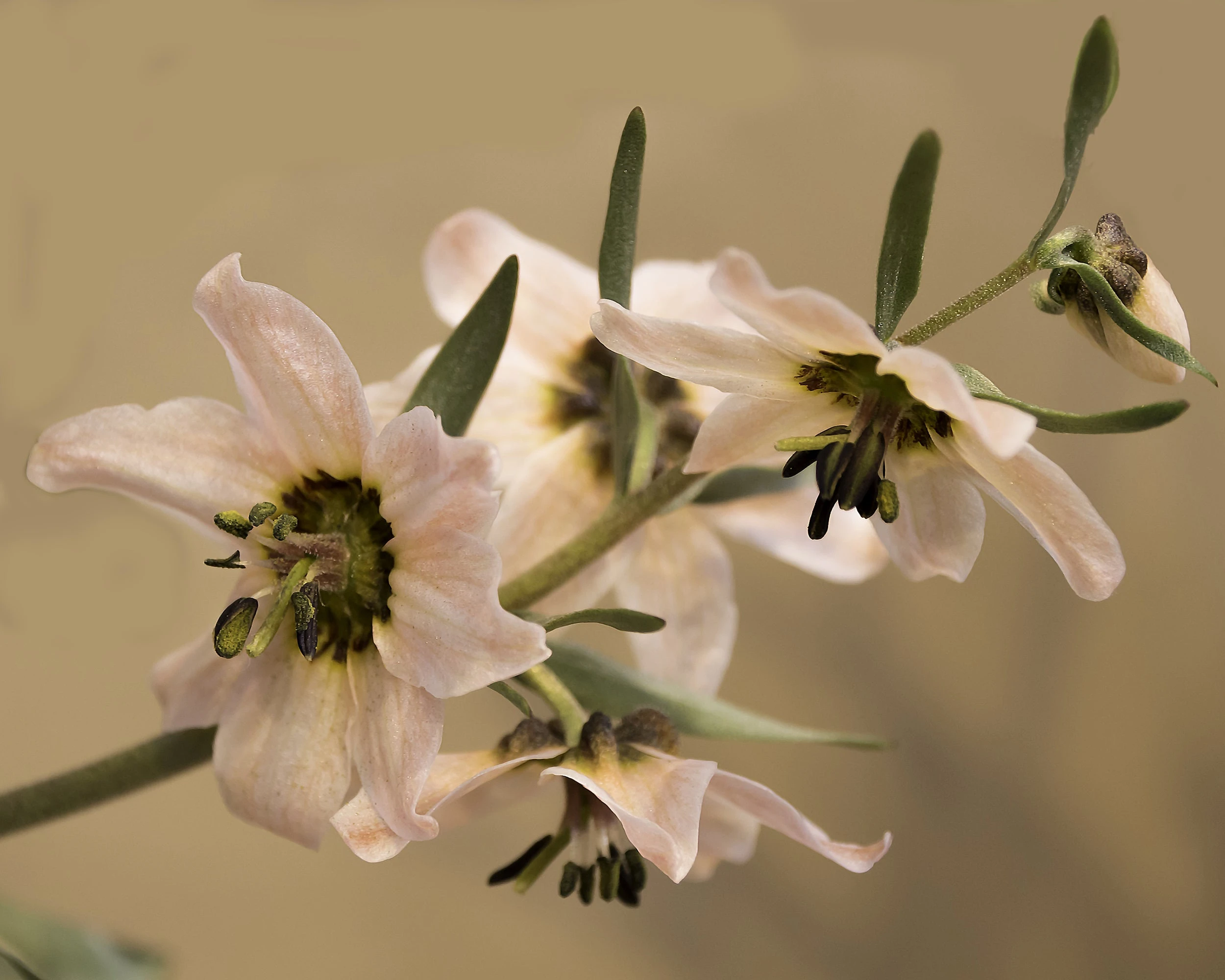 Fritillaria Stenanthera 8 Fritillaria Stenanthera - Image 6